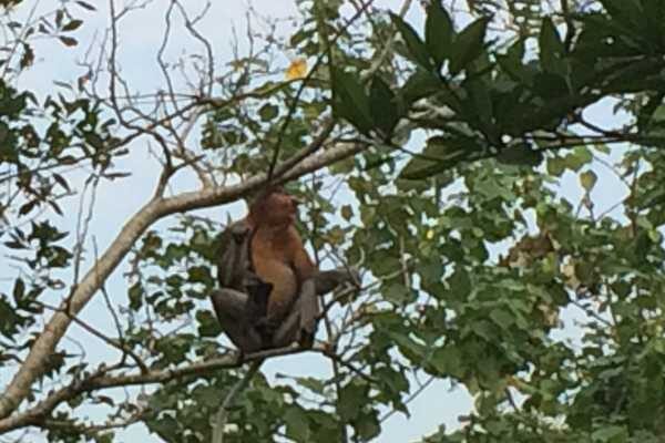 visit Bako National Park probiscis monkey