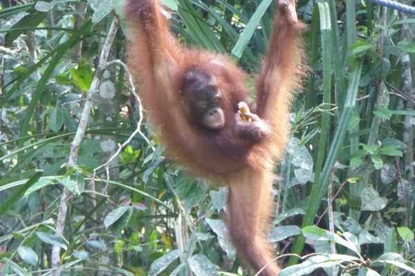 visit Semenggoh orangutan