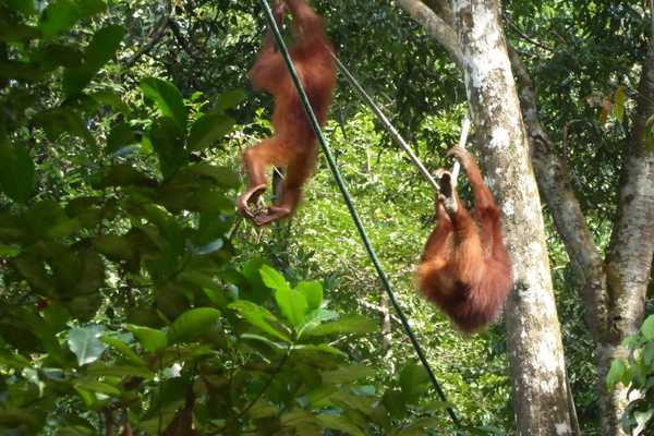 visit Semenggoh orangutans at Semenggoh
