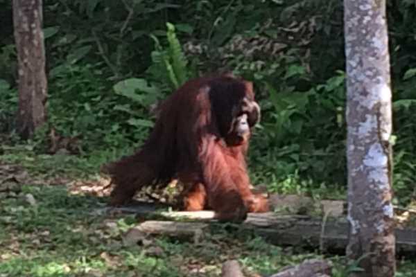 visit Semenggoh ritche