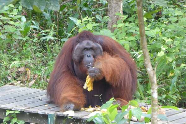 visit Semenggoh seeing ritchie