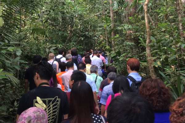 visit Semenggoh walking to the feeding platform