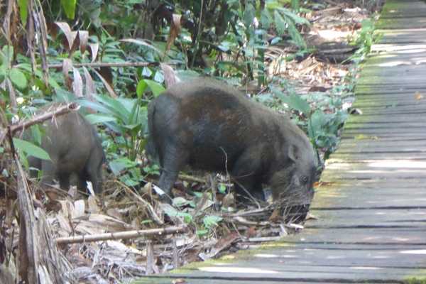 wildlife while visit Bako National Park
