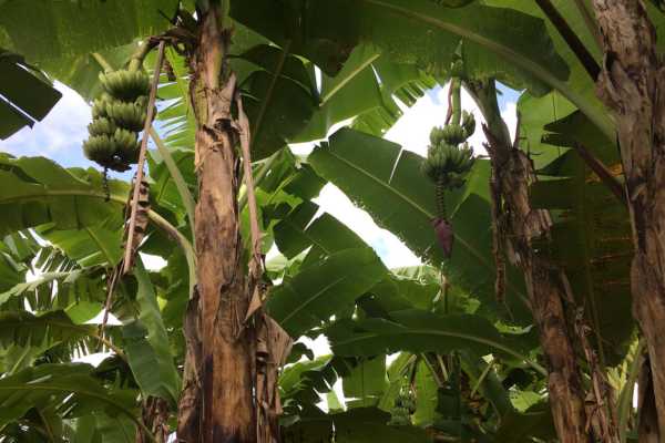 Banana trees on Hsipaw trek in Shan State
