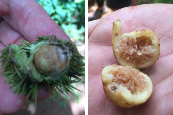 Burmese Acorns on Hsipaw Trek, Myanmar
