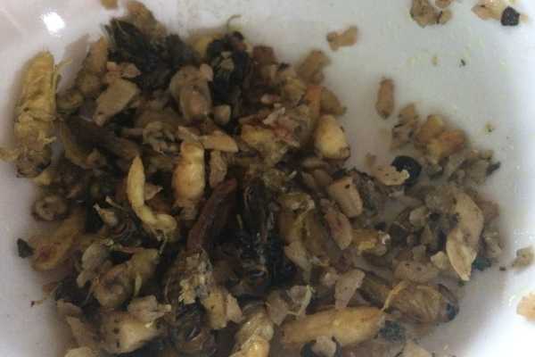 Hornets for breakfast on the Hsipaw trek in Shan state Myanmar