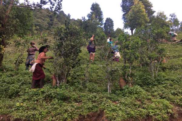 Local Tea Plantation on Hsipaw trek Myanmar