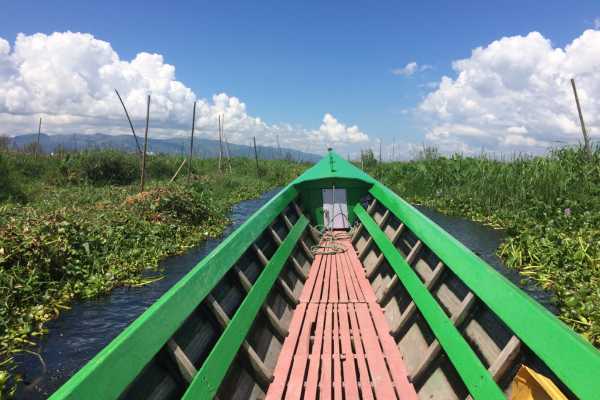 Tomatoes being grown on Inle lake floating garden