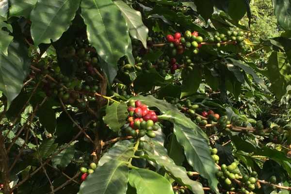 Bolaven Plateau - coffee beans