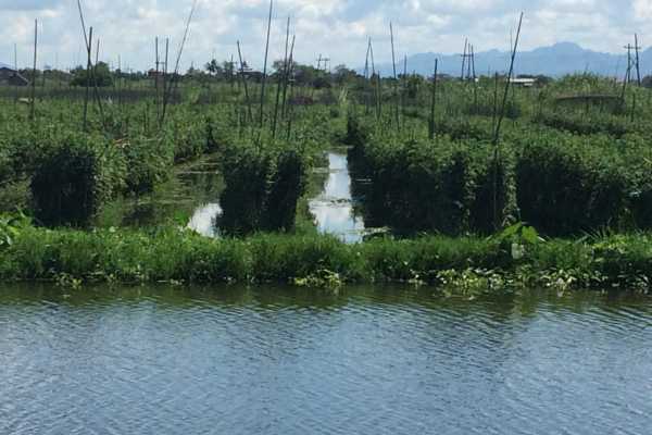 Tomato growing on Inle lake, Myanmar