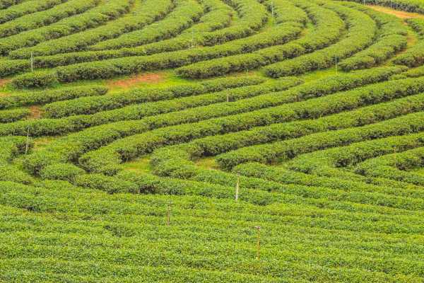 Choui Fong Plantation