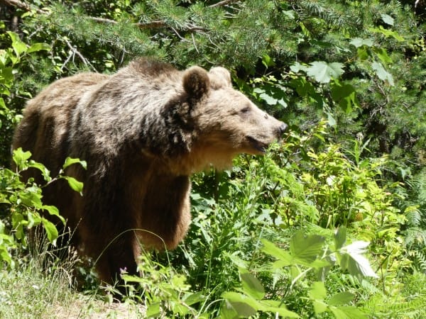 Dancing Bears Park (13)