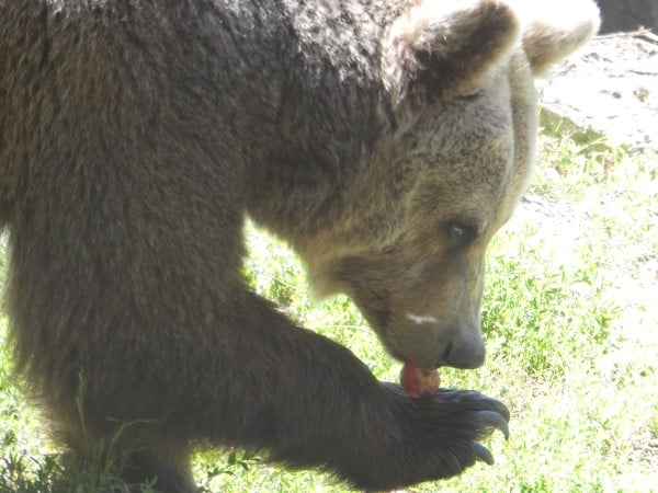 Dancing Bears Park (21)