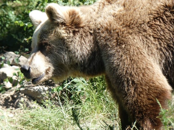 Dancing Bears Park (9)