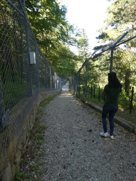 Dancing Bears Park Path conditions