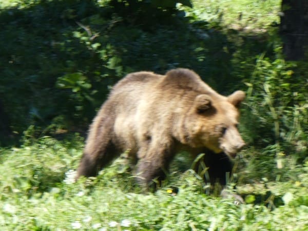 Dancing Bears Park Riku