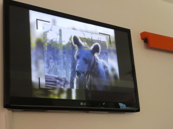 Dancing Bears Park Video