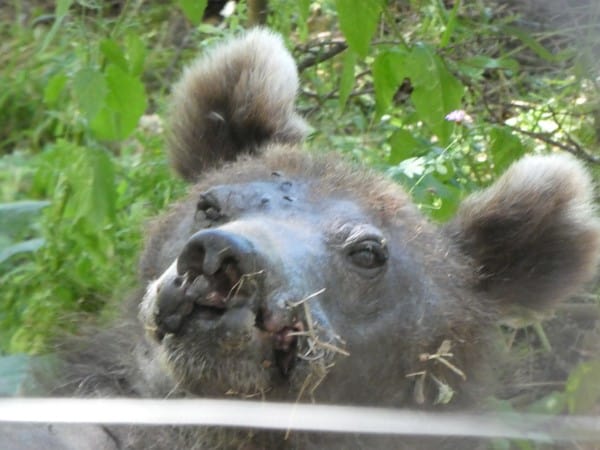 Dancing Bears Park Violeta