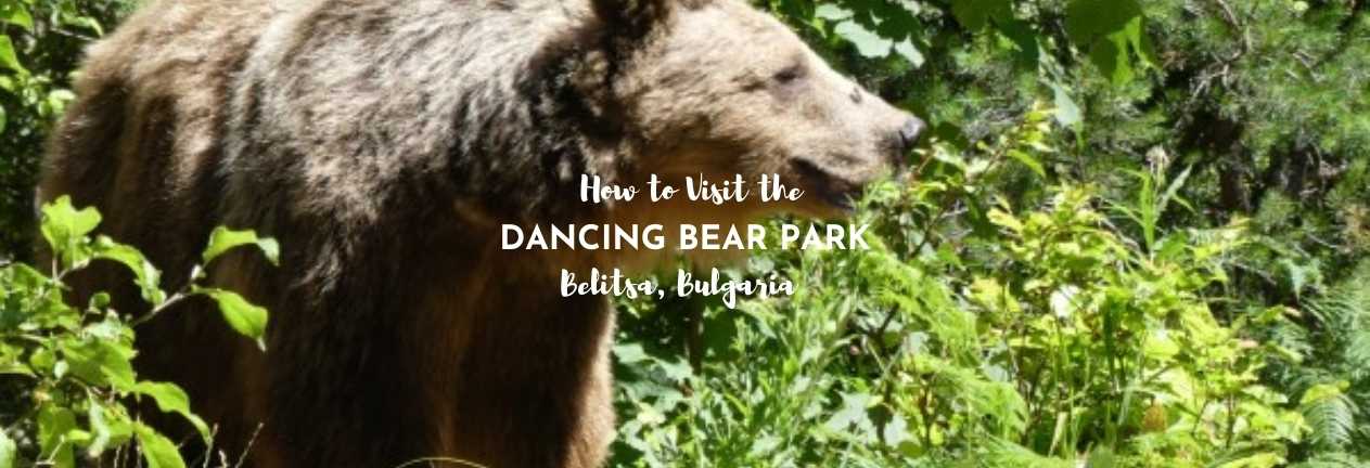 how to visit the dancing bear park belitsa