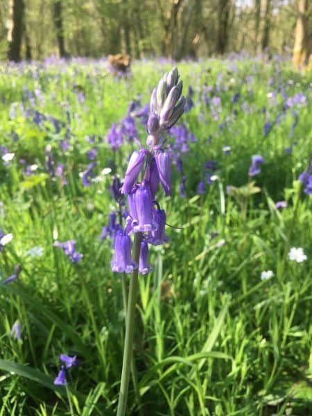 Bluebell Carpet Essex