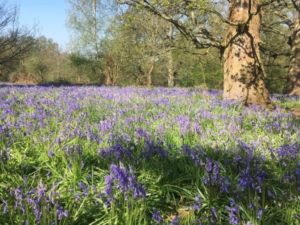 Bluebell Field Essex