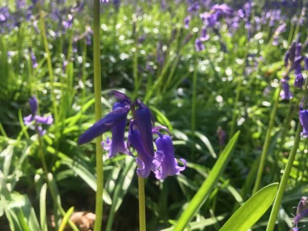 Bluebell Woods Essex