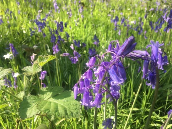 Bluebells Essex