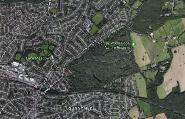 Norsey_Wood_Bluebell_Wood_Essex