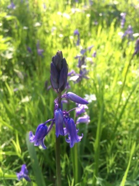 Where to Find Bluebells Essex