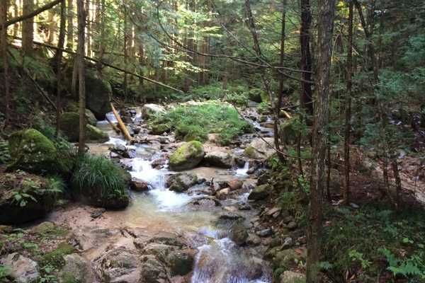 Woods and waterfalls