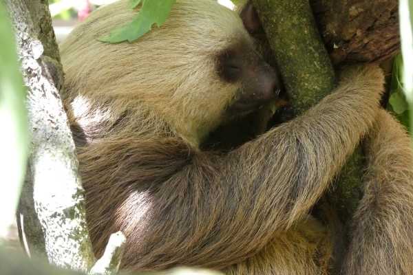 Puerto Viejo Costa Rica sloths