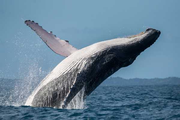 Humpback Whale