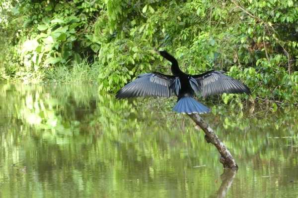 Tortuguero national park