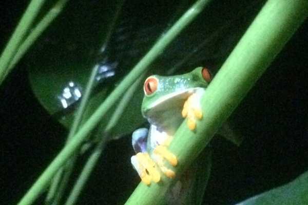 things to do in tortuguero night tours