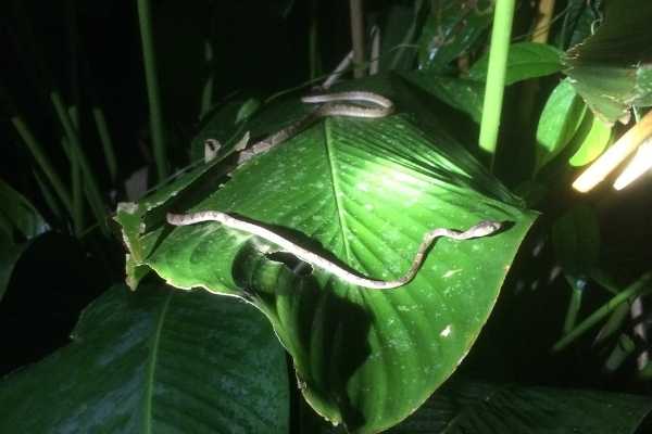 things to do in tortuguero night walk