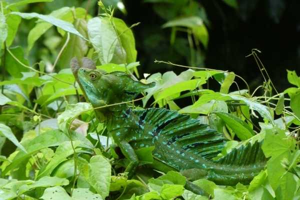 things to do in tortuguero wildlife spotting