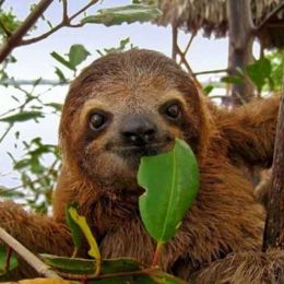 Sloth in Costa Rica