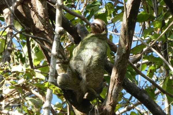 things to do in manuel antonio spot sloths