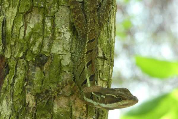 things to do in manuel antonio spot wildlife