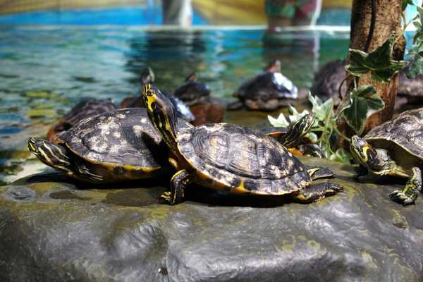 things to do in tamarindo see sea turtles