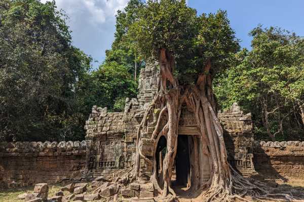 Temple and Tree Angkor Wat