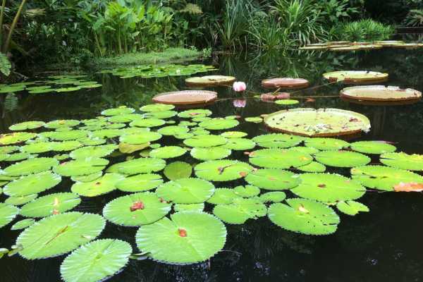 The Tropical Spice Garden of Penang