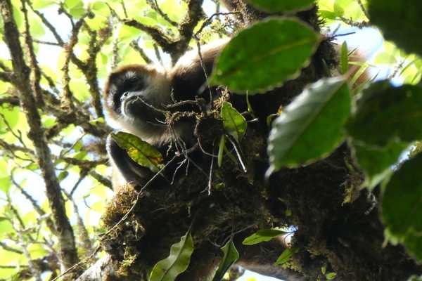 Monkeys in Monteverde Cloude Forest