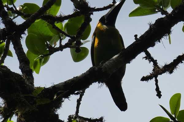 birdlife in Monteverde CLoud Forest