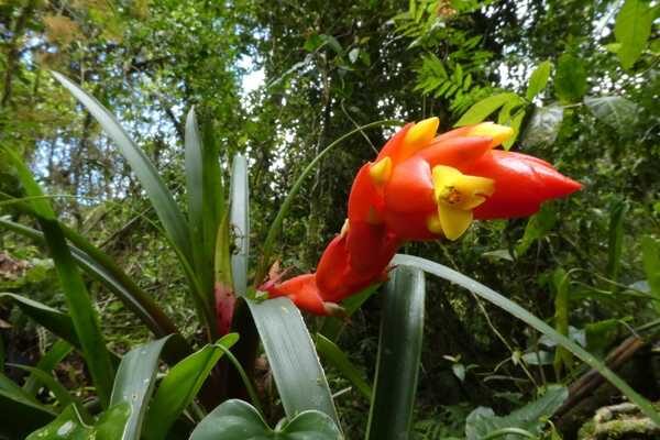 orchids santa elena forest reserve