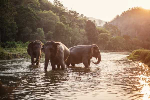 see elephants in Phuket
