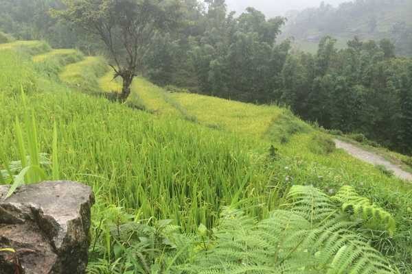 Rice Fields Sapa