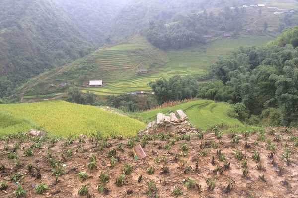 Rice Fields in Sapa