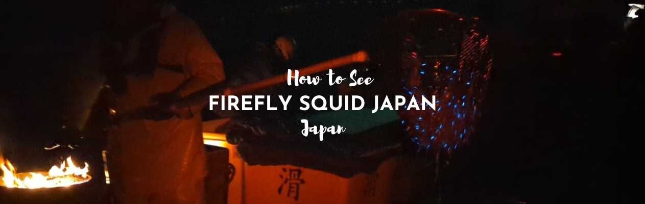 Firefly Squid Japan