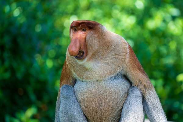 Labuk Bay Proboscis Monkey Center